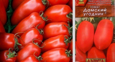 Jedinečnost rajčete je dámská a proč je atraktivní pro zahradníky?